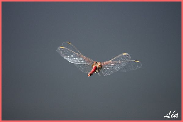 _MG_8555-Crocothemis-erythraea-male.jpg