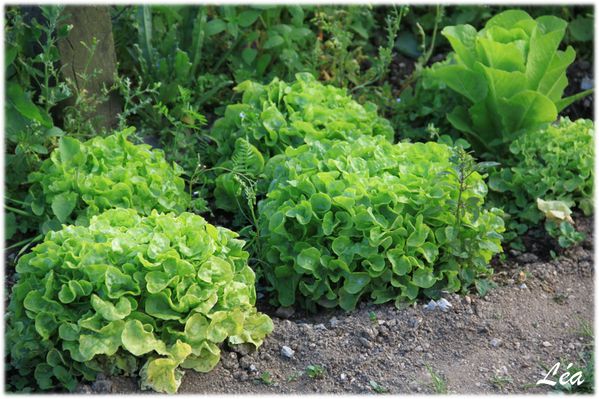 Jardin-0588-salades.jpg