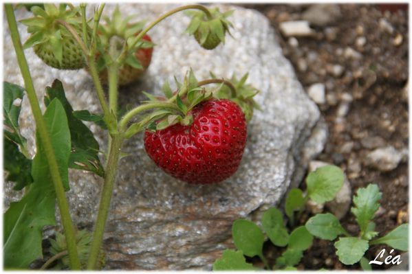 Jardin-6429-fraise.jpg