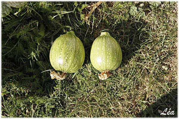 _MG_4633-courgettes.jpg