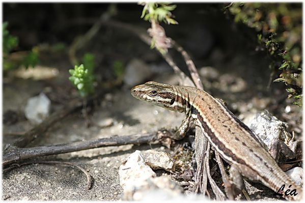 Reptiles 9807 Lézard