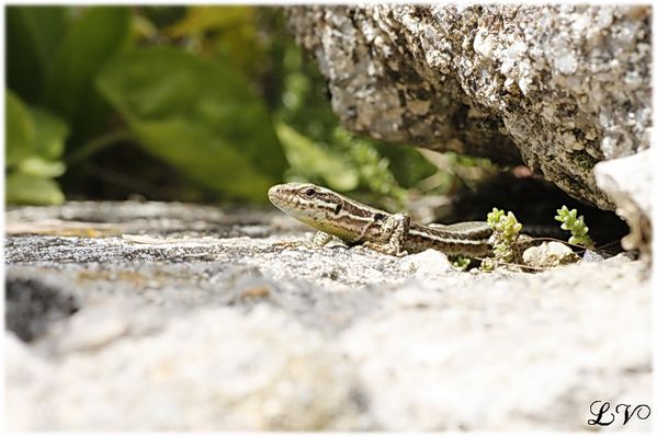 _MG_0192-lezard.jpg