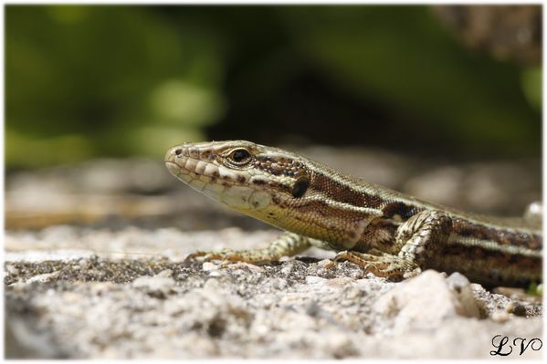 _MG_0205-lezard.jpg