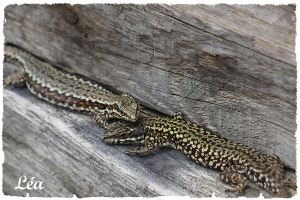 _MG_1414-lezards.jpg