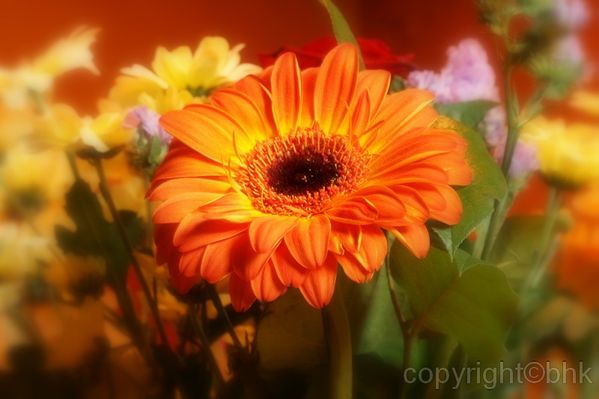 bouquet