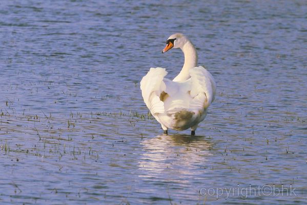 Langage des cygnes