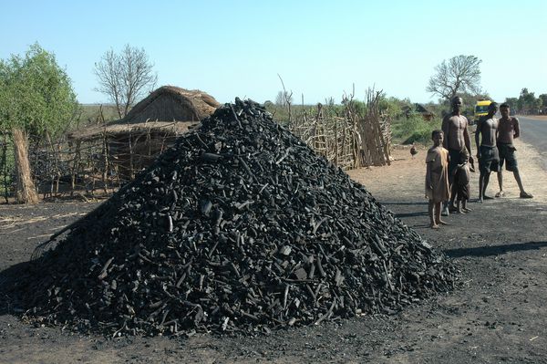 charbon-de-bois-et-deforestation.jpg