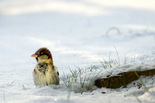 oiseau neige blog01