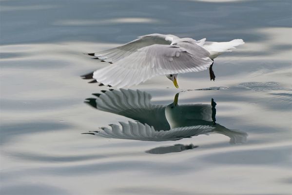mirror-1