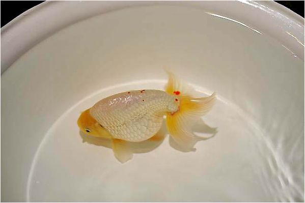 Poisson-goldfish-1