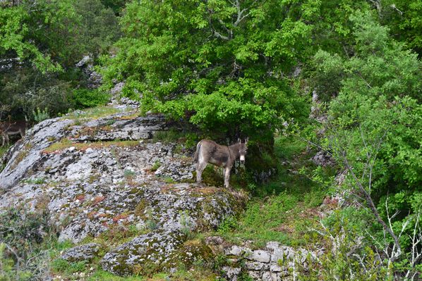 2013-05-08-ardeche 0474