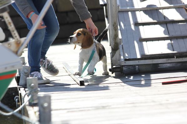 Snoopy sur le pont1
