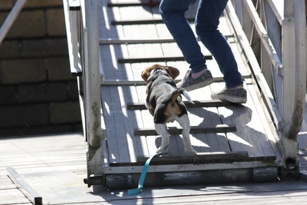 Snoopy-sur-le-ponton4.JPG
