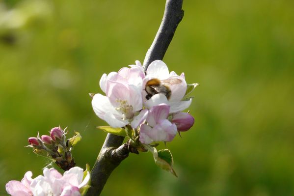 Fleurs de pommier