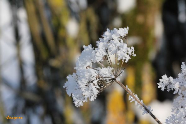 Un air de givre à Nurlu. Le 16 01 2013