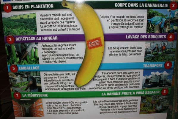 musee de la banane (37)