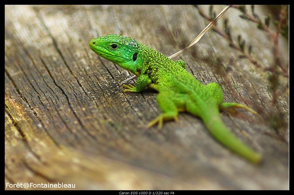 lezard vert sur souche foret fontainebleau