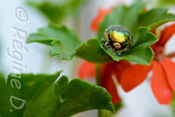 Scarabee-geraniums-redim-7984.jpg