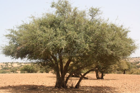 Essaouira 239