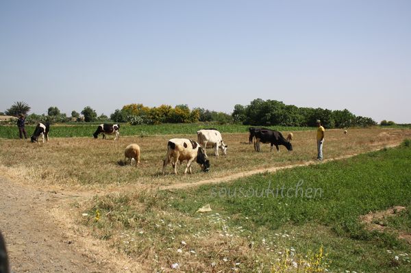 La-compagne-de-sousoukitchen--18-.JPG