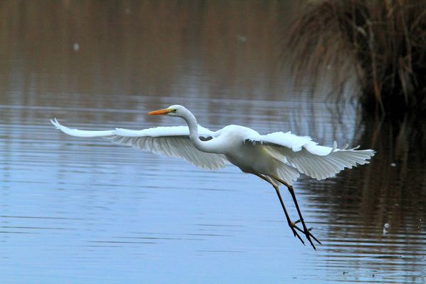 grande aigrette