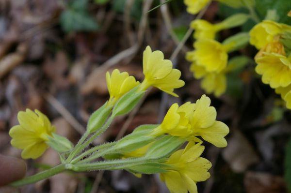 K08 primula hybride 05