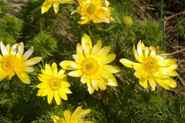 02 adonis vernalis