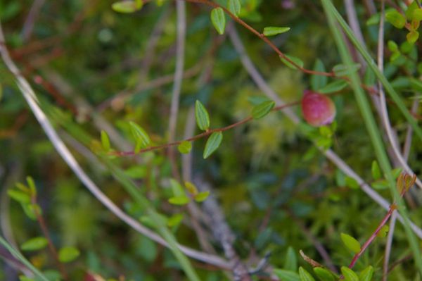 Vaccinium oxycoccos en aout 1