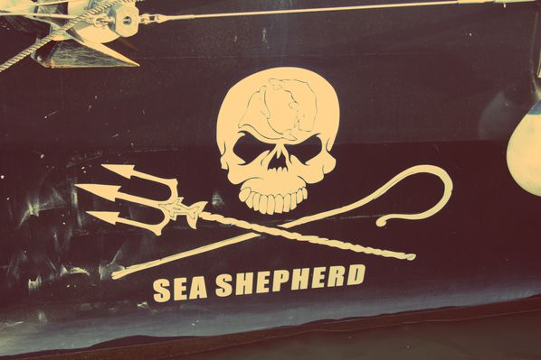 Armada-2013---Rouen---Sea-Shepherd.jpg