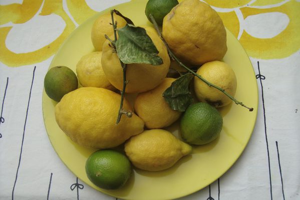 000 CITRONS GIVRES CURD (1)