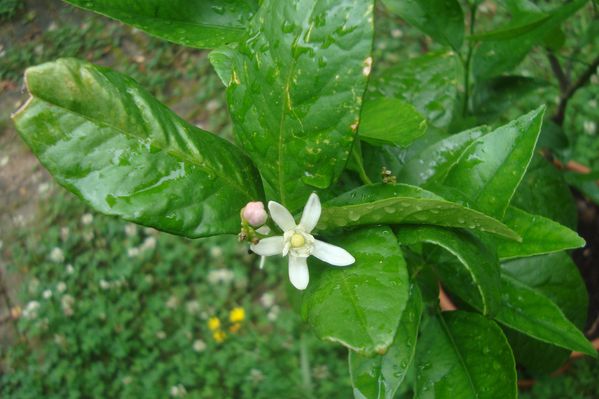 000 citronier en fleurs