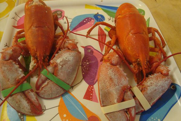 000 minestrone homard noel 2014 (2)