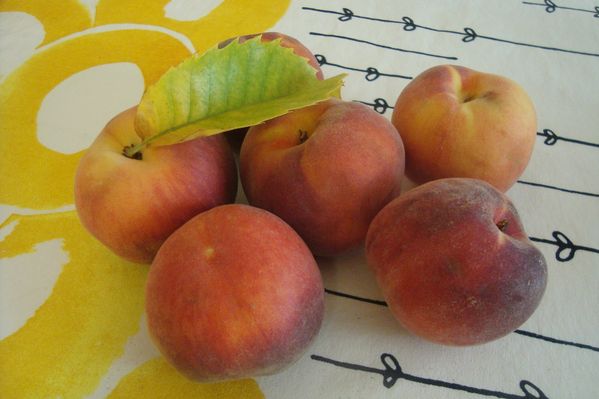 000 SORBET PECHE GALANGA (2)