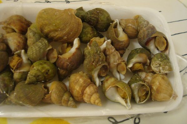 0000 boulgour bulots (1)