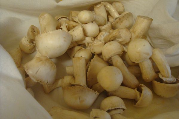 000 blanquette mini légumes (7)
