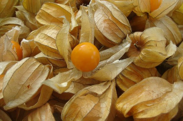 0 physalis (4)
