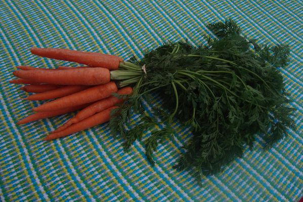 0 carottes ducasse we 22 avril (1)