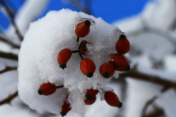 neige-1er-decembre-2012 7596