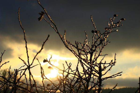 neige-1er-decembre-2012 7638