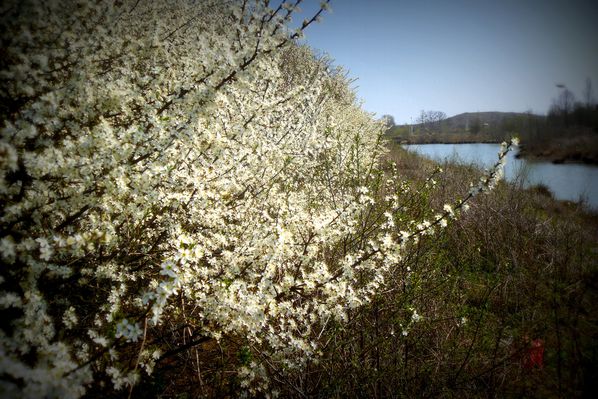 PRINTEMPS LIEUSAINT