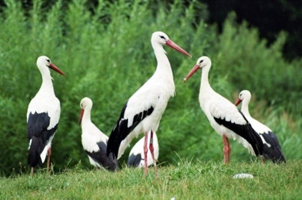cigognes-alsace-oiseaux-objectif_233591.jpg