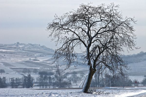 Vignes-et-arbres-en-Alsace-sous-la-neige 9790b - Version 3