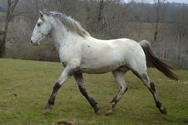 Phoebus trot