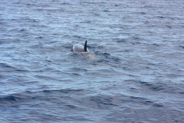 grand dauphin (2)