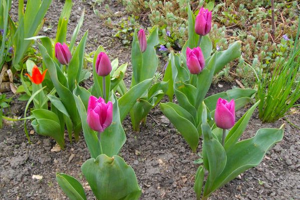 tulipe 06