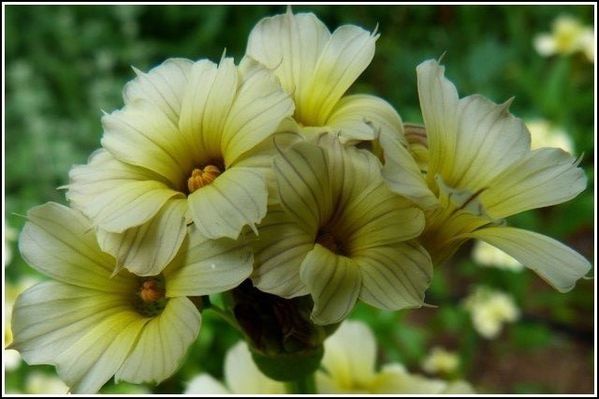 fleur-jaune-macro1.jpg