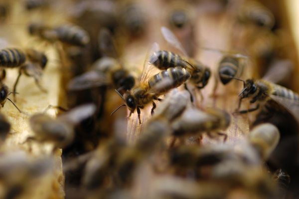 Des-abeilles-et-des-hommes-photo-4.jpg