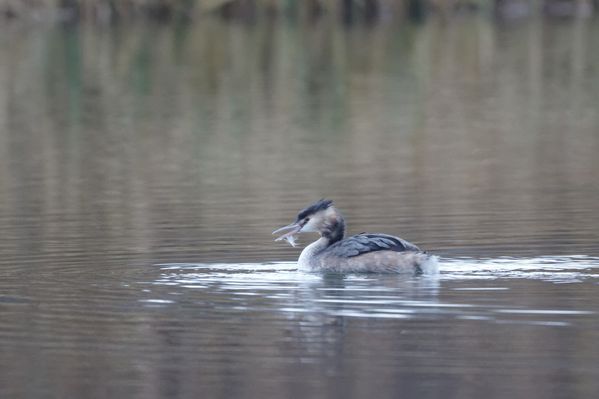 7IMAE_4559_DxO.jpg