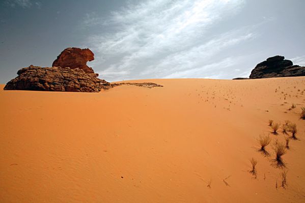 Le-fauve-du-sahara-pret-a-bondir.jpg