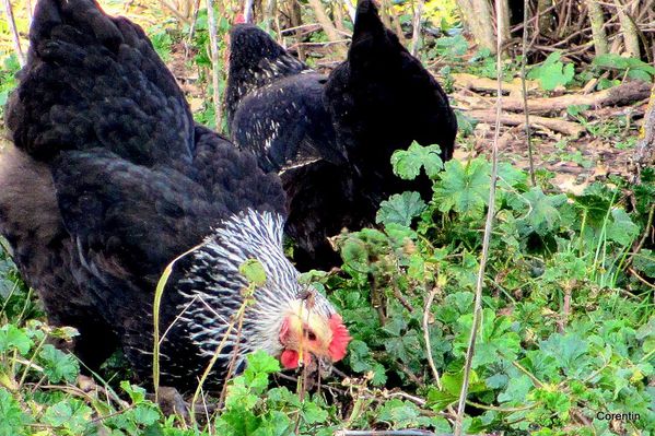 s02---2-poules.JPG